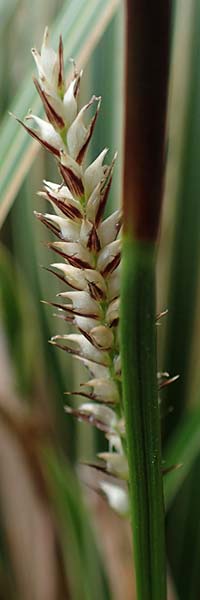 Carex morrowii \ Japan-Segge / Japanese Sedge, D Bochum 20.6.2022