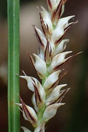 Carex morrowii \ Japan-Segge / Japanese Sedge, D Bochum 20.6.2022