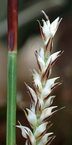Carex morrowii \ Japan-Segge / Japanese Sedge, D Bochum 20.6.2022