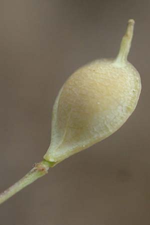 Camelina microcarpa \ Kleinfrchtiger Leindotter, D Thüringen, Heldrungen 16.6.2023