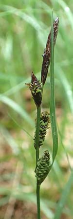 Carex nigra \ Braune Segge, D Odenwald, Michelstadt 11.6.2016