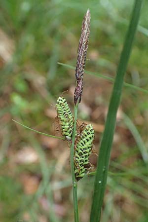 Carex nigra \ Braune Segge, D Odenwald, Michelstadt 11.6.2016