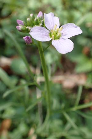 Cardamine pratensis var. nemorosa \ Wald-Wiesenschaumkraut / Wood Cuckooflower, D Bensheim 7.4.2018