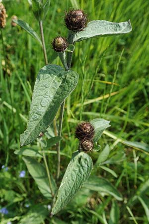 Centaurea nigra subsp. nemoralis \ Hain-Flockenblume, Schwarze Flockenblume / Common Knapweed, D Eberbach 11.5.2018