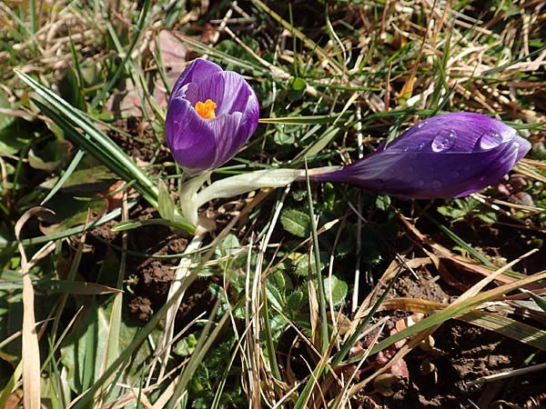 Crocus neglectus \ bersehener Krokus, D Zavelstein 21.2.2020