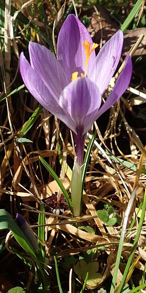 Crocus neglectus \ bersehener Krokus / Neglected Crocus, D Zavelstein 21.2.2020