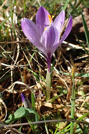 Crocus neglectus \ bersehener Krokus, D Zavelstein 21.2.2020