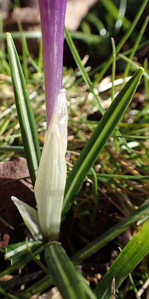 Crocus neglectus \ bersehener Krokus / Neglected Crocus, D Zavelstein 21.2.2020