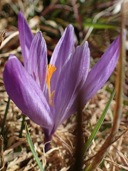 Crocus neglectus \ bersehener Krokus, D Zavelstein 21.2.2020