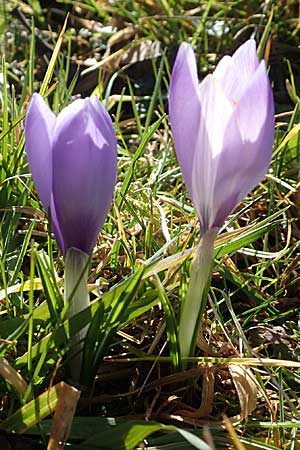 Crocus neglectus \ bersehener Krokus, D Zavelstein 21.2.2020