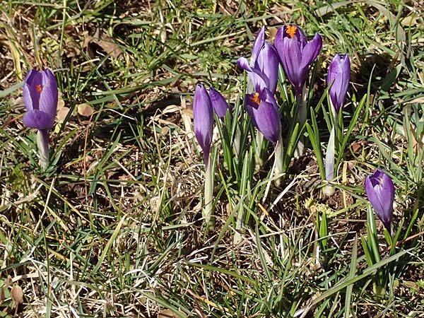 Crocus neglectus \ bersehener Krokus / Neglected Crocus, D Zavelstein 21.2.2020