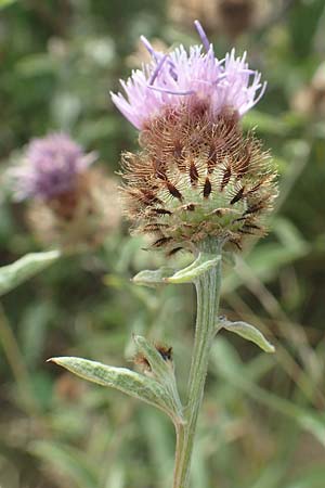 Centaurea nigra subsp. nemoralis \ Hain-Flockenblume, Schwarze Flockenblume / Common Knapweed, D Odenwald, Eulsbach 27.8.2020