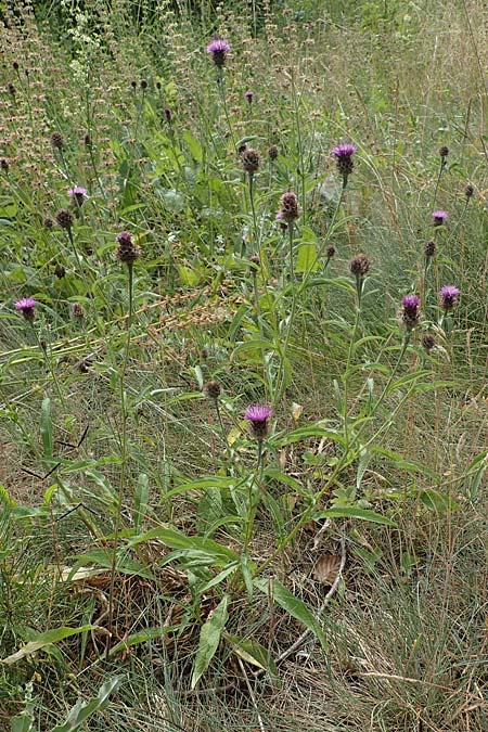 Centaurea nigra subsp. nemoralis \ Hain-Flockenblume, Schwarze Flockenblume, D Schlitz 21.6.2022