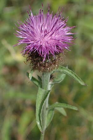 Centaurea nigra subsp. nemoralis \ Hain-Flockenblume, Schwarze Flockenblume / Common Knapweed, D Schlitz 21.6.2022