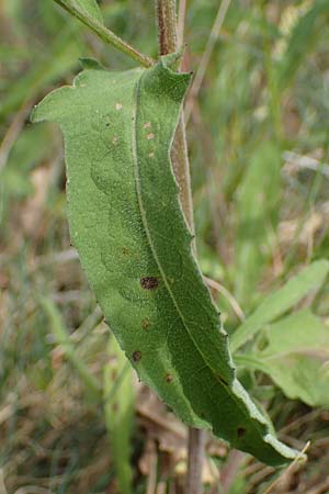 Centaurea nigra subsp. nemoralis \ Hain-Flockenblume, Schwarze Flockenblume, D Schlitz 21.6.2022