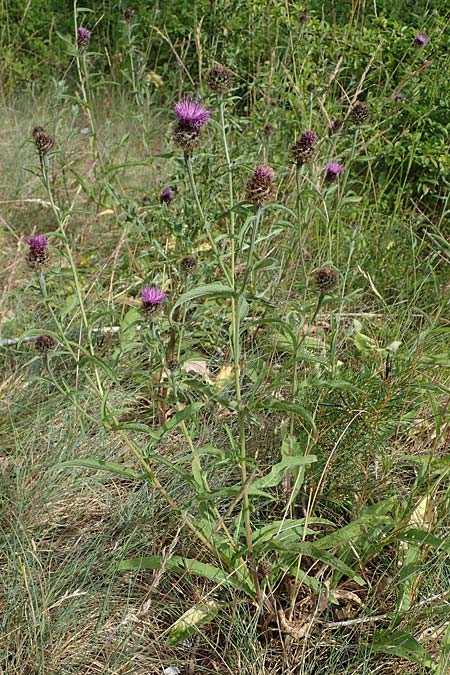 Centaurea nigra subsp. nemoralis \ Hain-Flockenblume, Schwarze Flockenblume / Common Knapweed, D Schlitz 21.6.2022