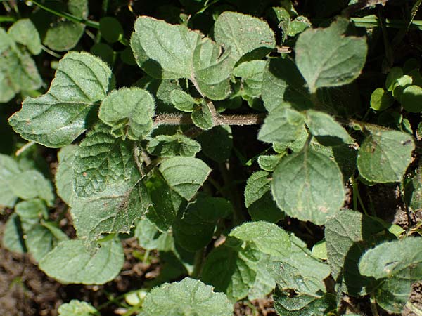 Clinopodium calamintha \ Kleinbltige Bergminze / Lesser Calamint, D Weinheim an der Bergstraße, Botan. Gar.  Hermannshof 9.10.2022