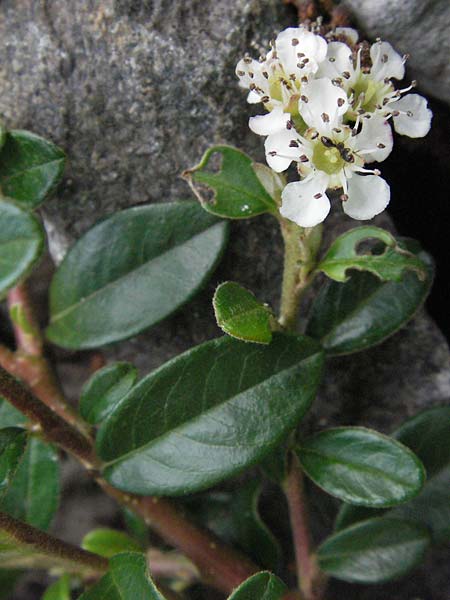 Cotoneaster dammeri \ Teppich-Zwergmispel / Bearberry Cotoneaster, D Weinheim an der Bergstraße 19.5.2007