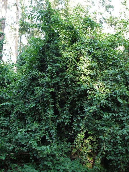 Celastrus orbiculatus / Staff Vine, D Sandhausen 31.7.2007