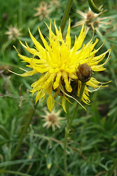 Centaurea orientalis / Oriental Knapweed, Yellow Knapweed, D Botan. Gar.  Universit.  Mainz 13.9.2008