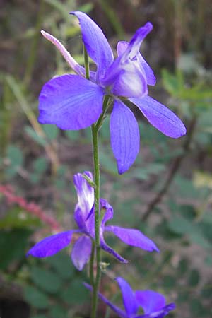 Delphinium ajacis \ Garten-Rittersporn, D Viernheim 10.9.2012