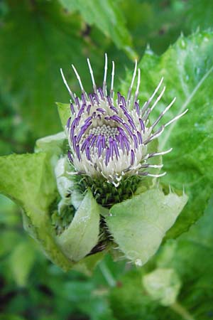 Cirsium oleraceum \ Kohl-Kratzdistel, Kohl-Distel / Cabbage Thistle, D Beuron 26.7.2015