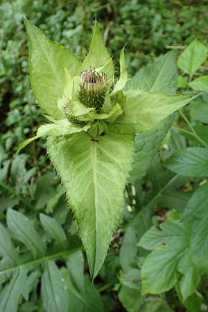 Cirsium oleraceum \ Kohl-Kratzdistel, Kohl-Distel / Cabbage Thistle, D Beuron 26.7.2015