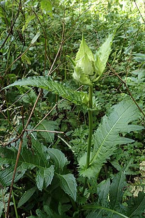 Cirsium oleraceum \ Kohl-Kratzdistel, Kohl-Distel / Cabbage Thistle, D Beuron 26.7.2015