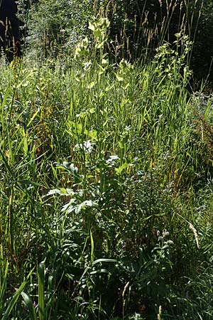 Cirsium oleraceum \ Kohl-Kratzdistel, Kohl-Distel / Cabbage Thistle, D Beuron 26.7.2015