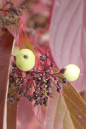 Cornus alba agg. / Red-Barked Dogwood, Siberian Dogwood, D Mannheim 17.10.2015