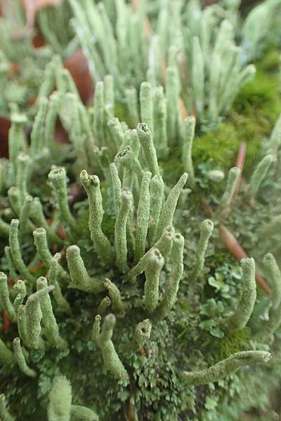 Cladonia coniocraea ? \ Gewhnliche Sulen-Flechte / Common Powderhorn Lichen, D Schriesheim-Altenbach 8.11.2015