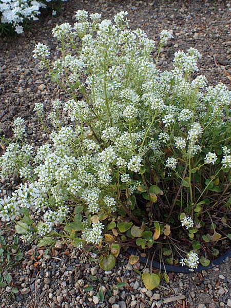 Cochlearia officinalis / Common Scurvy-Grass, D Botan. Gar.  Universit.  Heidelberg 21.4.2016