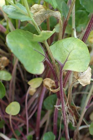 Cochlearia officinalis \ Echtes Lffelkraut / Common Scurvy-Grass, D Botan. Gar.  Universit.  Heidelberg 21.4.2016