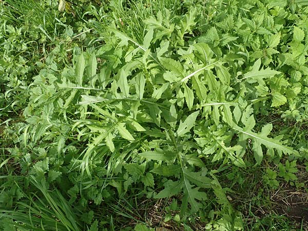 Cirsium oleraceum \ Kohl-Kratzdistel, Kohl-Distel / Cabbage Thistle, D Lützelbach 20.6.2016