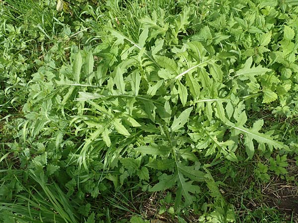 Cirsium oleraceum \ Kohl-Kratzdistel, Kohl-Distel, D Lützelbach 20.6.2016