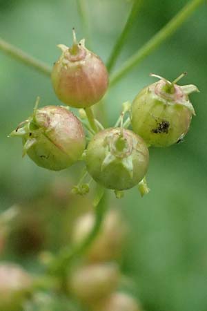 Coriandrum sativum \ Koriander / Coriander Seeds, Cilandro, D Mömlingen 17.9.2016