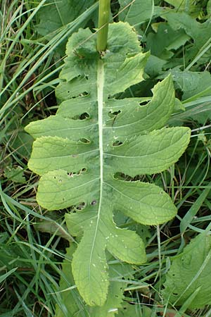 Cirsium oleraceum \ Kohl-Kratzdistel, Kohl-Distel, D Obernburg am Main 19.8.2017