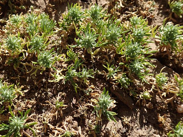 Ceratocephala orthoceras \ Geradfrchtiges Hornkpfchen / Bur Buttercup, D Aichtal 18.4.2018