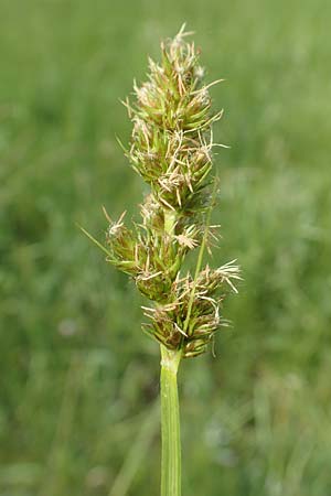 Carex otrubae \ Hain-Segge, Falsche Fuchs-Segge / False Fox Sedge, D Biebesheim 12.5.2018