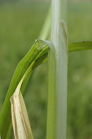 Carex otrubae \ Hain-Segge, Falsche Fuchs-Segge, D Biebesheim 12.5.2018