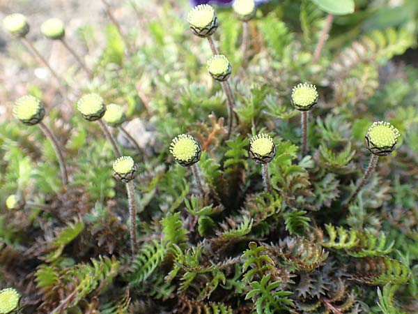 Cotula squalida \ Farn-Fiederpolster, Braunes Fiederpolster / Common Brassbuttons, D Dortmund 22.5.2018