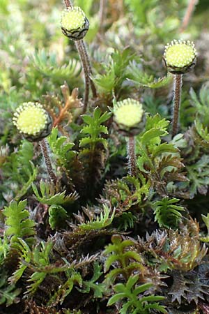 Cotula squalida, Farn-Fiederpolster, Braunes Fiederpolster