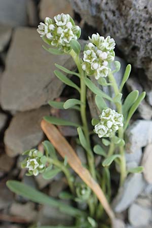 Corrigiola litoralis \ Hirschsprung / Strapwort, D Eifel Rur-See/Rur-Lake 11.9.2020