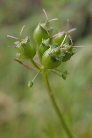 Coriandrum sativum \ Koriander, D Pfalz, Forst 4.6.2021