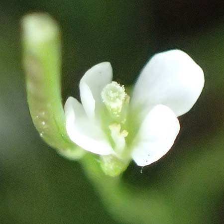 Cardamine occulta \ Japanisches Reisfeld-Schaumkraut, D Mannheim 24.2.2022