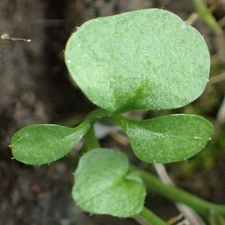 Cardamine occulta \ Japanisches Reisfeld-Schaumkraut, D Mannheim 24.2.2022