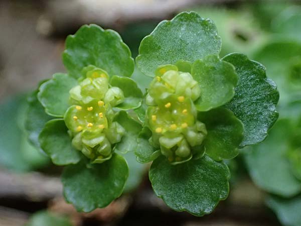 Chrysosplenium oppositifolium \ Gegenblttriges Milzkraut / Opposite-Leaved Golden-Saxifrage, D Elmstein 6.4.2022