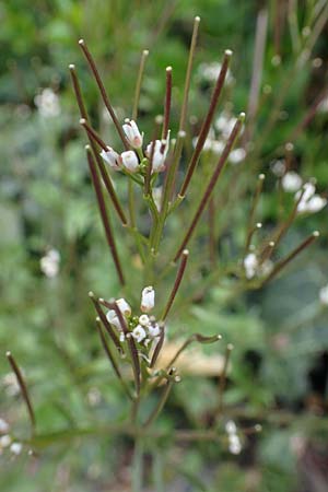 Cardamine occulta \ Japanisches Reisfeld-Schaumkraut, D Köln 16.4.2023