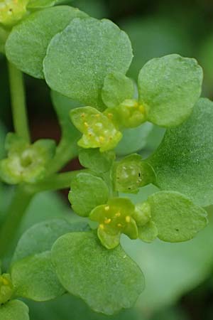 Chrysosplenium oppositifolium \ Gegenblttriges Milzkraut / Opposite-Leaved Golden-Saxifrage, D Mudau 23.4.2023