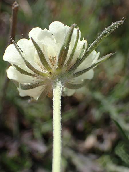 Scabiosa ochroleuca \ Gelbe Skabiose / Yellow Scabious, D Thüringen, Bottendorf 13.6.2023